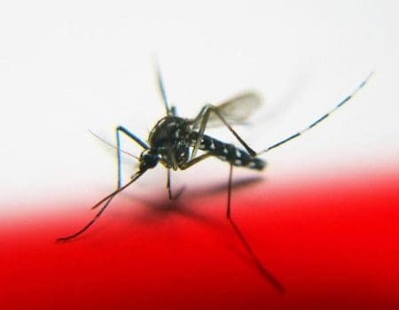 डेंग्यूची लक्षणे प्रतिबंधात्मक उपाय डास