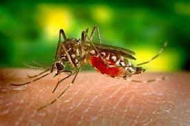 डेंग्यू ची लक्षणे,प्रतिबंधात्मक उपाय,डास