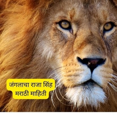 जंगलाचा राजा सिंह मराठी माहिती | Lion Information in Marathi Free 2023