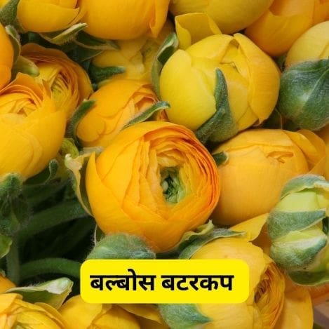 बटरकप मराठी माहिती | Best Information About Buttercup In Marathi 2023